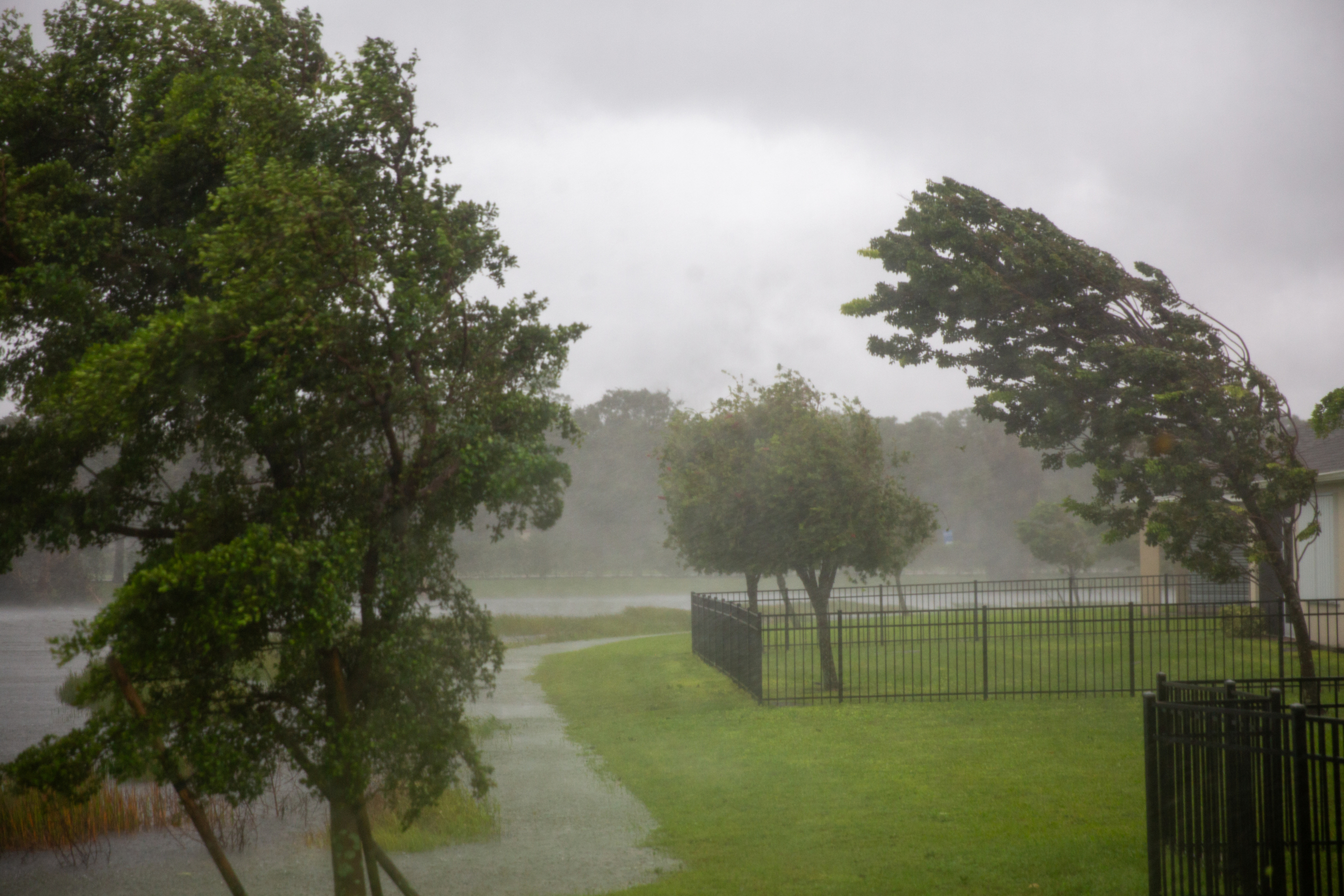 Trees in a storm