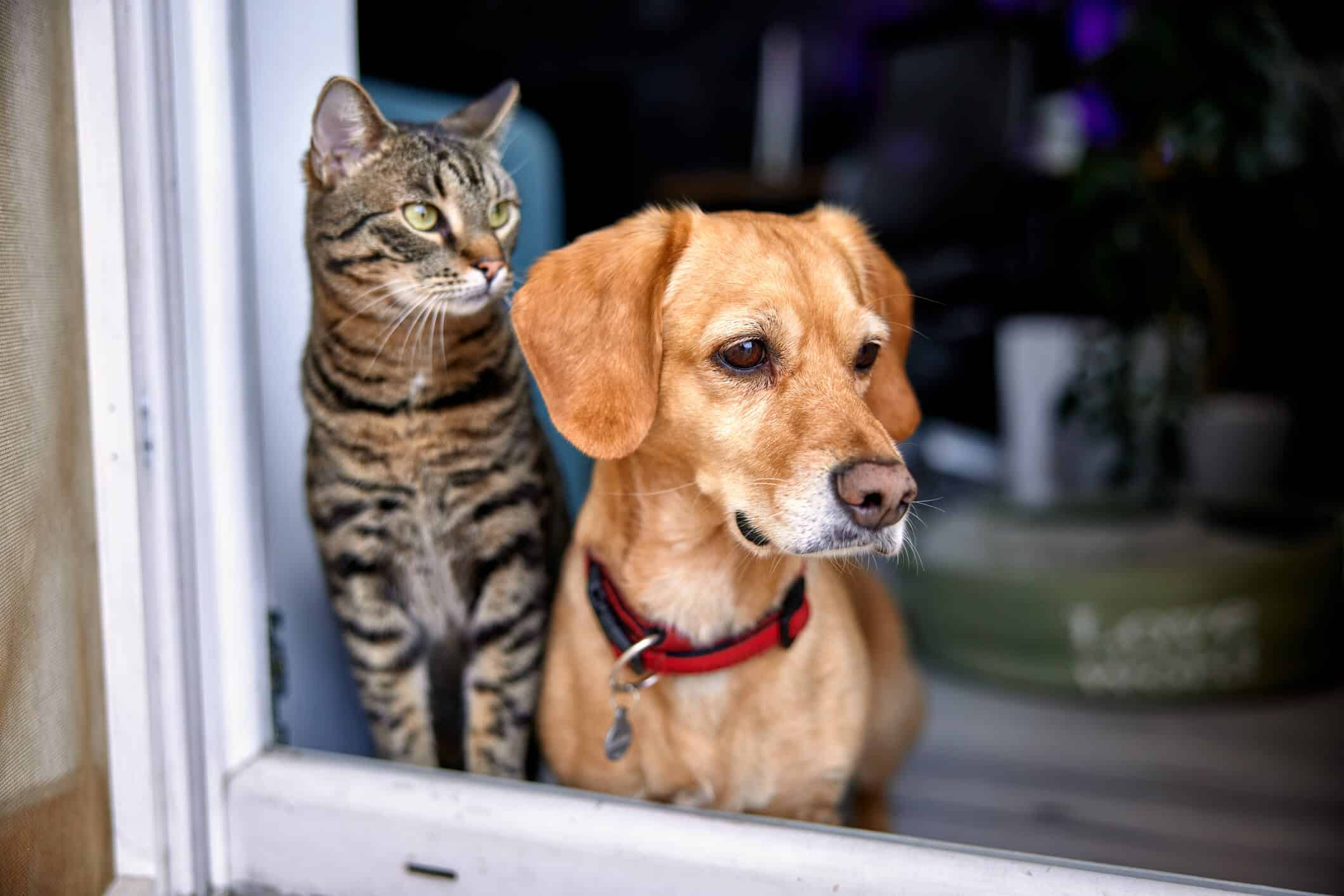 Cat and dog looking out of a window together